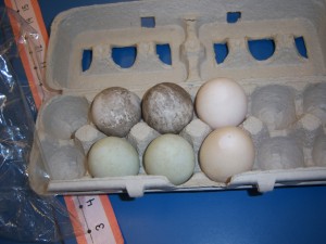 6 duck eggs