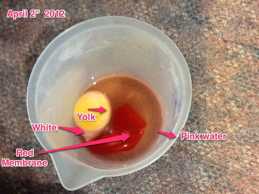 popped egg